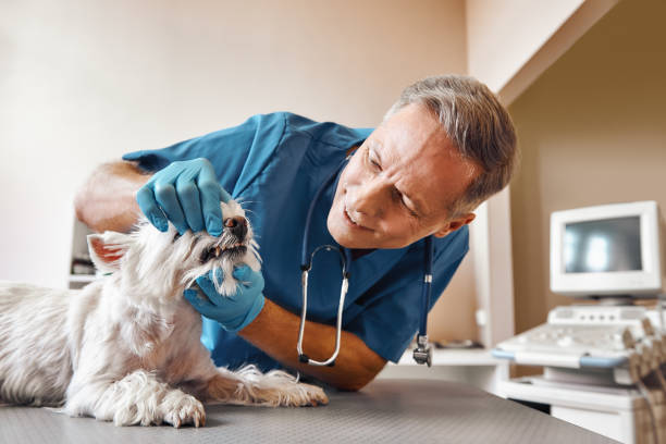 Best Emergency Dentist for Knocked-Out Tooth in East Moline, IL
